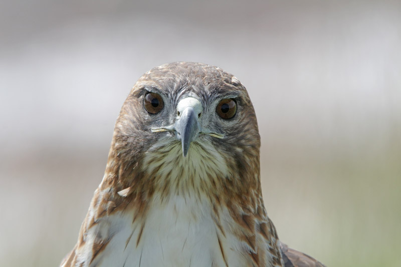 Red-tailed Hawk