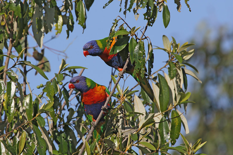 Rainbow Lorikeet