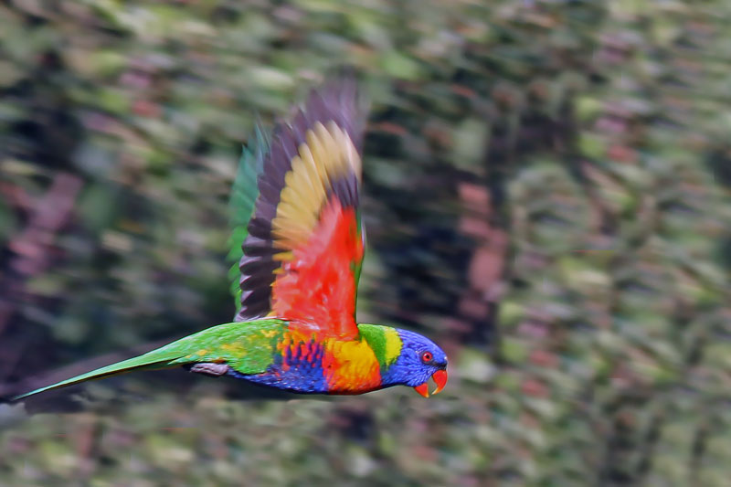 Rainbow Lorikeet