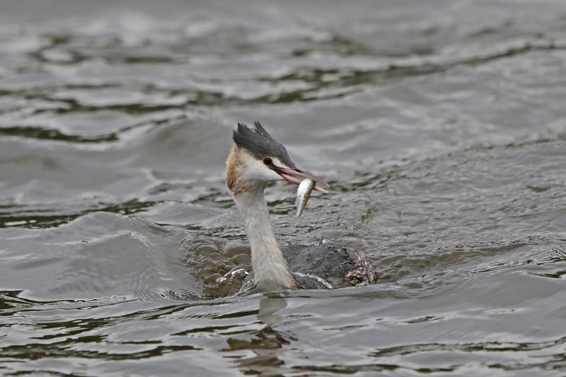 Great Crested Grebe
