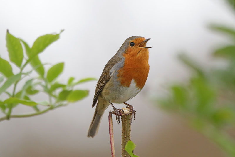 European Robin