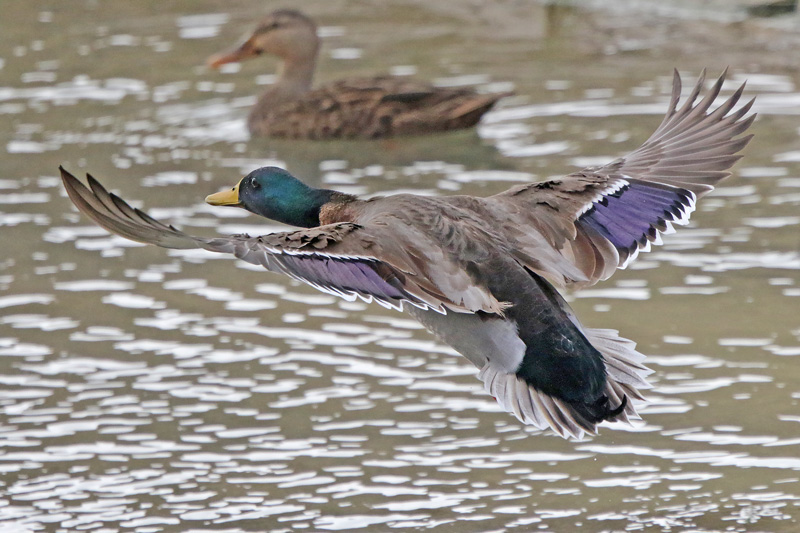 Mallard Duck