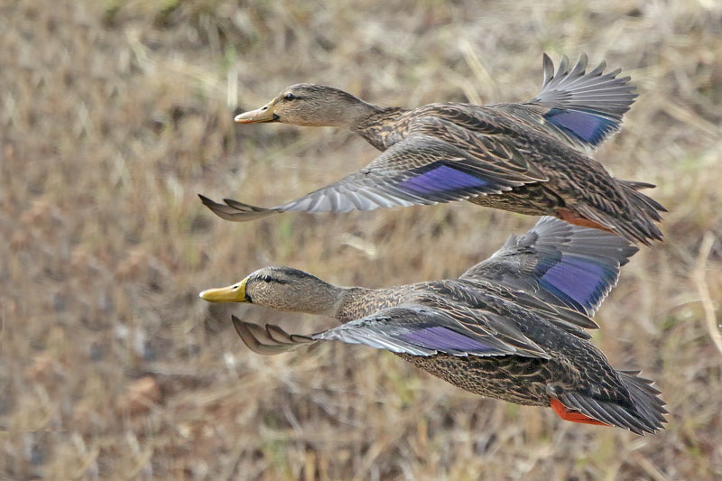Mottled Duck