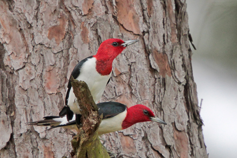 Red-headed Woodpecker
