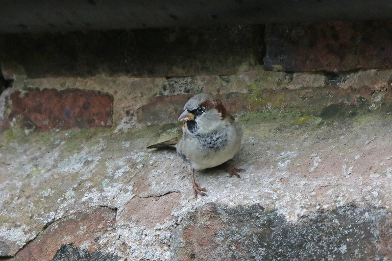 House Sparrow