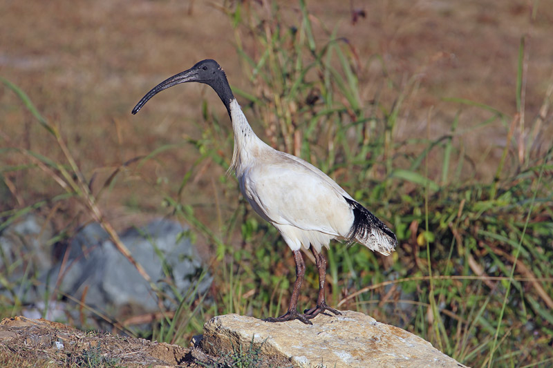 Australian-white Ibis