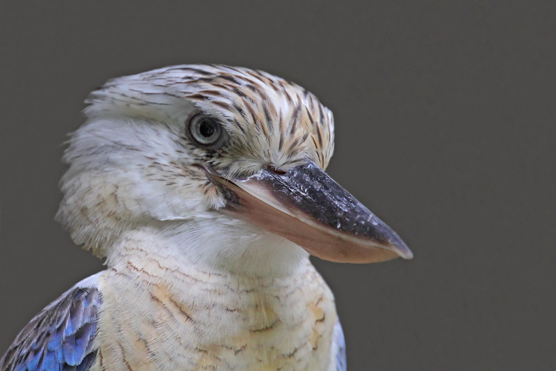 Blue-winged Kookaburra