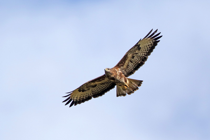 Common Buzzard