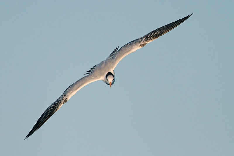 Royal Tern