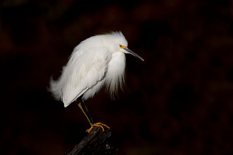 Snowy Egret