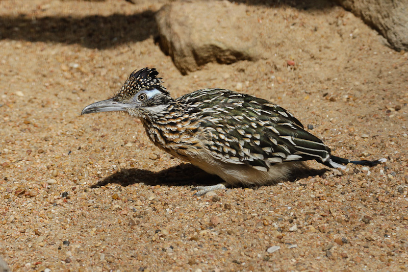 Greater Roadrunner 