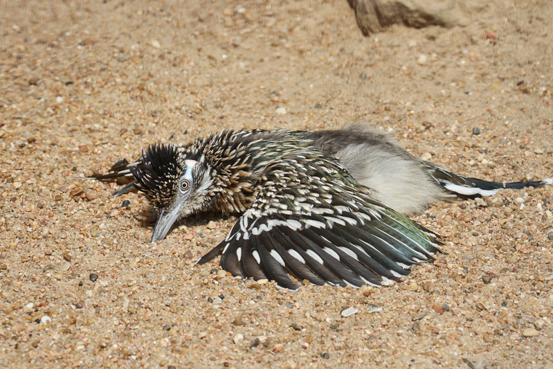 Greater Roadrunner
