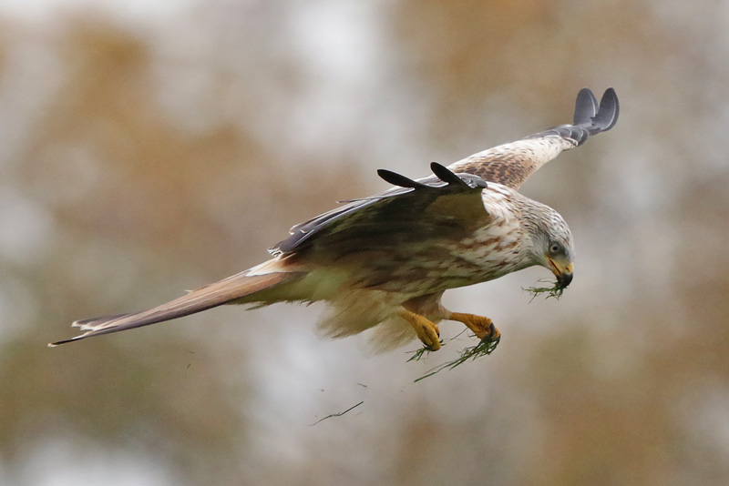 Red Kite