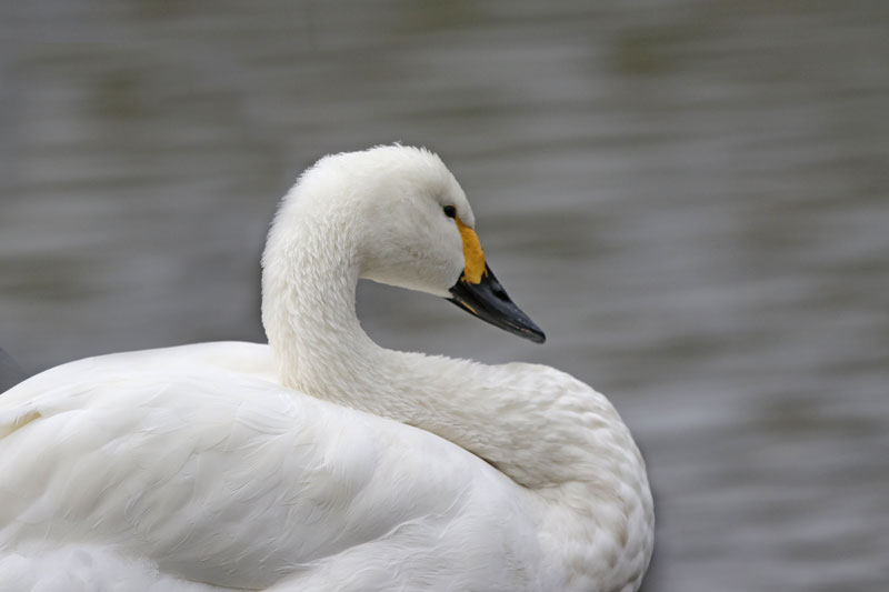 Bewick's Swan