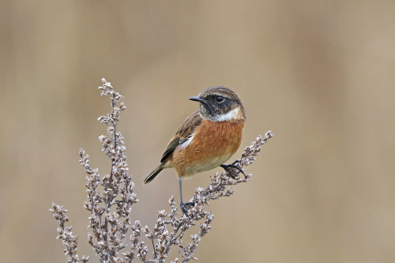 European Stonechat