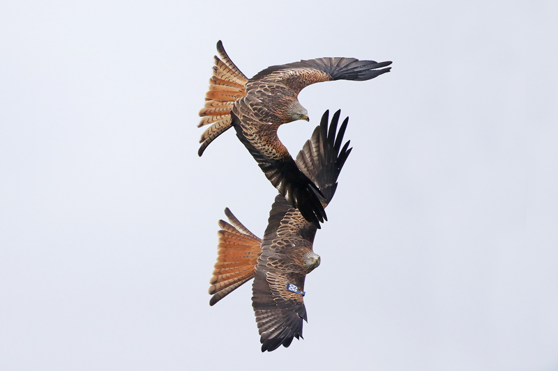 Red Kite
