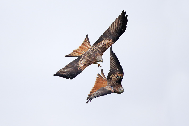 Red Kite 