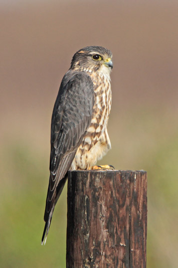 Merlin