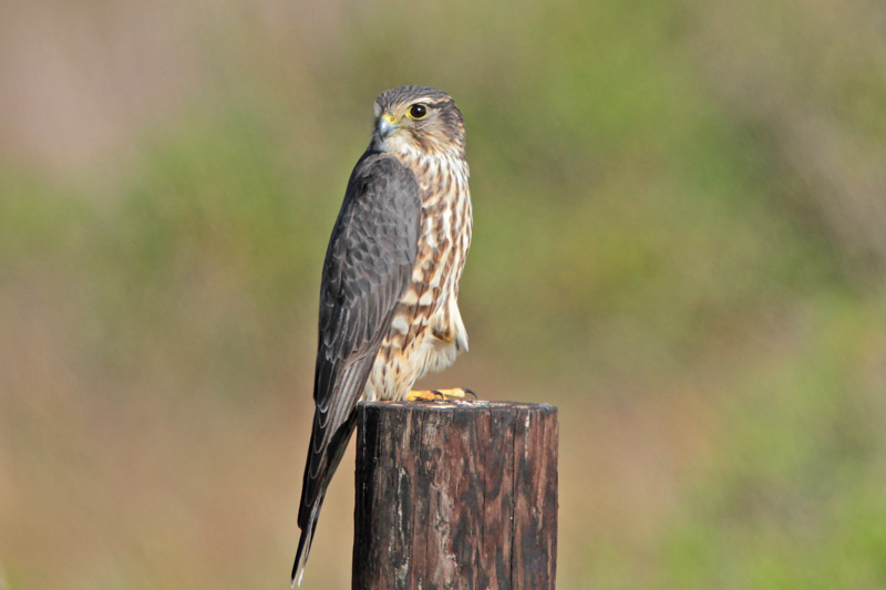 Merlin