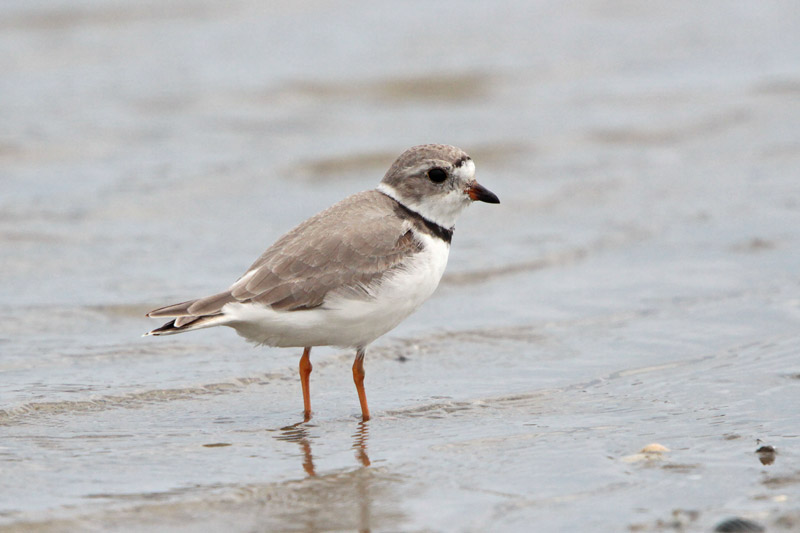 Semipalmated Plover