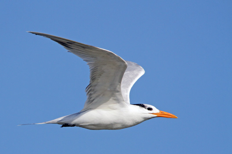 Royal Tern