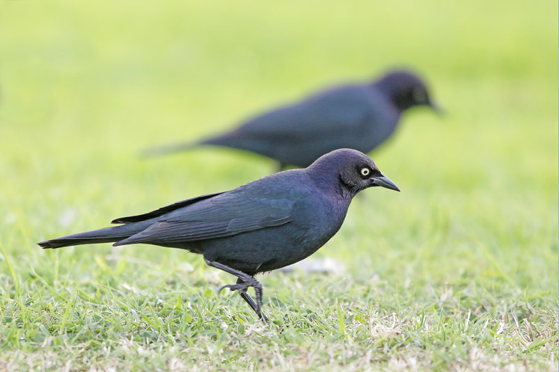 Brewer's Blackbird