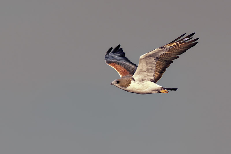 White-tailed-Hawk