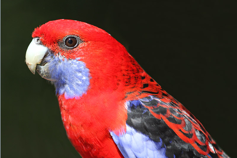 Crimson Rosella