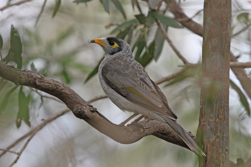 Noisy Miner