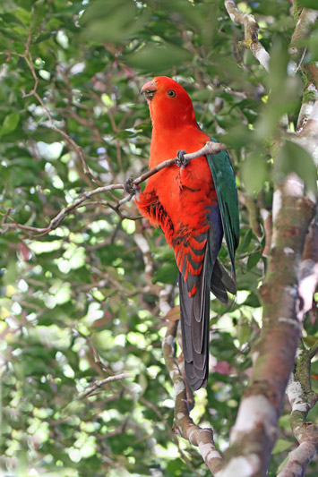 Australian King-Parrot