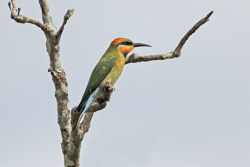 Rainbow Bee-eater