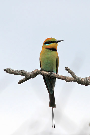 Rainbow Bee-eater