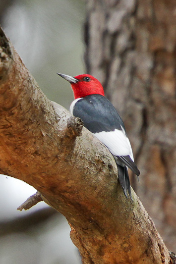 Red-headed Woodpecker
