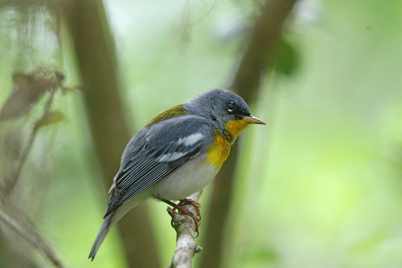 Northern Parula