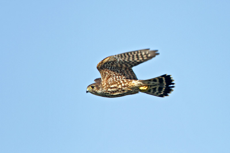 Merlin