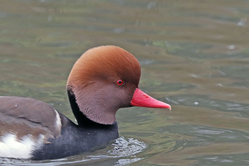 Red-creasted Pochard