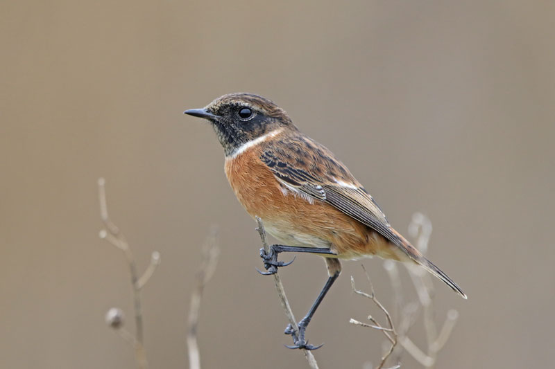 European Stonechat