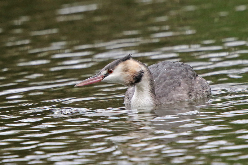 Great Crested Grebe 