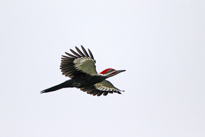 Pileated Woodpecker