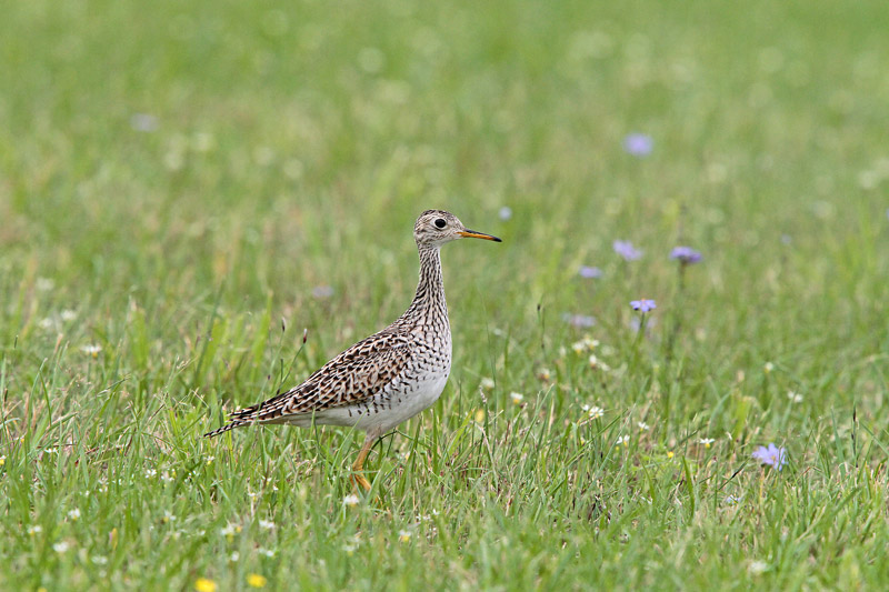 Upland Sandpiper