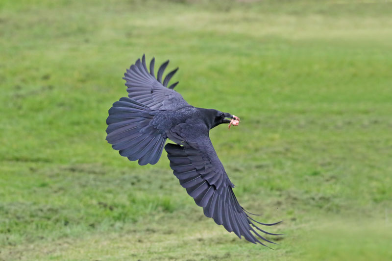 Common Raven