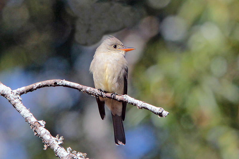 Greater Pewee