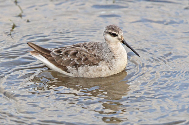 Wilson's Phalarope