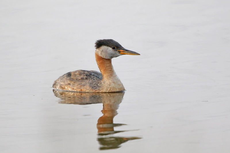 Red-necked Grebe