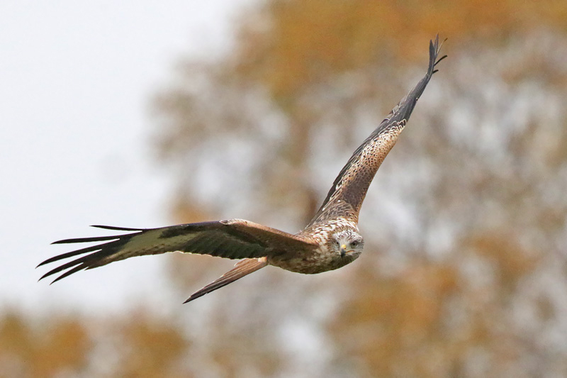 Red Kite