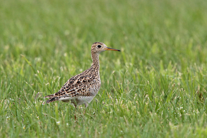 Upland Sandpiper