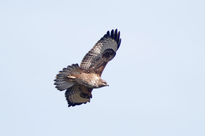 Common Buzzard