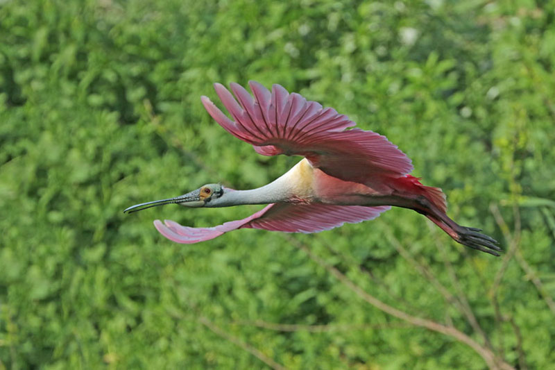 Roseate Spoonbill