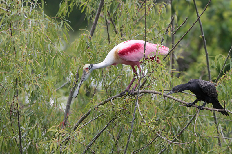 Roseate Spoonbill
