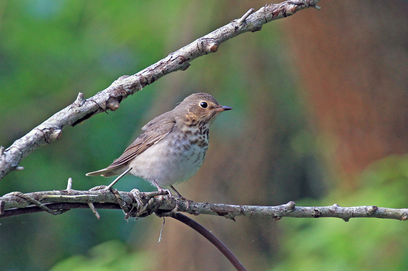 Swainson's Thrush